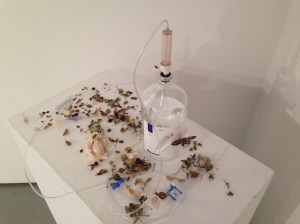 Empathy/Relic #2 Medical Ephemera, Dead Insects, Dead Flowers, Garlic 2013